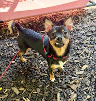 Honey -  Miniature Pinscher and Chihuahua Dog for Adoption in Trenton, New Jersey - Honey | PetCurious
