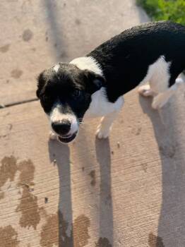 N3 Yoshi -  Great Pyrenees and Collie Dog for Adoption in Ashland, Wisconsin - N3 Yoshi | PetCurious