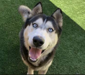 Siberian Husky Dogs Available for Adoption in San Marcos, California - SAVE ME PLEASE! Jagger #A549619 | PetCurious