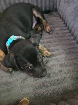Roadie -  Terrier Dog for Adoption in Valley Park, Oklahoma - Roadie | PetCurious
