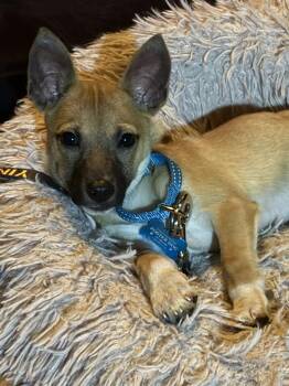 Chihuahua Dogs Available for Adoption - Salsa | PetCurious