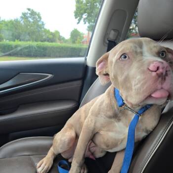 Ari -  Pit Bull Terrier Dog for Adoption in Fayetteville, Georgia - Ari | PetCurious