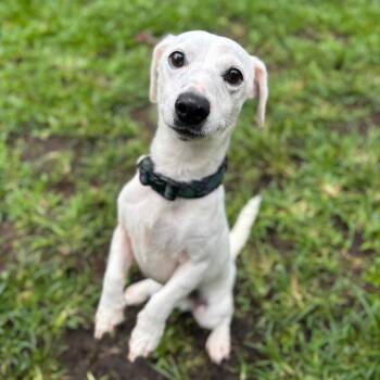 Rescue Jack Russell Terrier Dogs for Adoption in Keaau, Hawaii - Astro | PetCurious