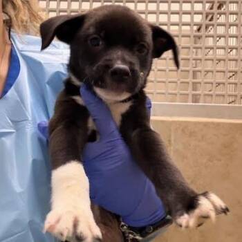 Mixed Breed Dogs Available for Adoption - Kanu | PetCurious