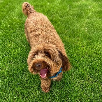 Thatcher -  Australian Shepherd and Poodle Dog for Adoption in Binghamton, New York - Thatcher | PetCurious