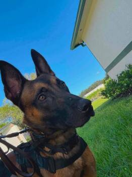 Police Squad : Gibbs -  Giant Schnauzer and Belgian Shepherd Malinois Dog for Adoption in Aurora, Indiana - Police Squad : Gibbs | PetCurious