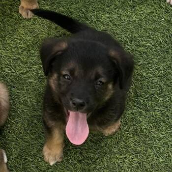Mixed Breed Dogs Available for Adoption - Bear 0240 | PetCurious