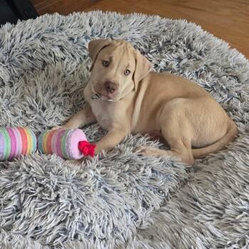 Hudson -  Labrador Retriever and Australian Shepherd Dog for Adoption in Chatham, New Jersey - Hudson | PetCurious