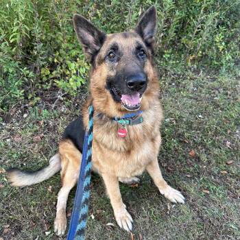 Rescue German Shepherd Dog Dogs for Adoption in Phoenixville, Pennsylvania - Kodi | PetCurious