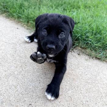 Raven -  Black Labrador Retriever and Mixed Breed Dog for Adoption in Wadena, Minnesota - Raven | PetCurious