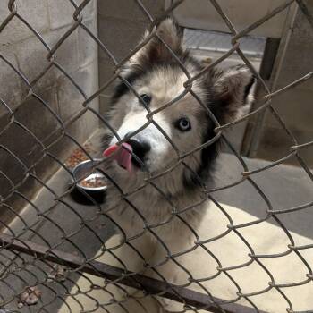 Nina -  Husky Dog for Adoption in Hermiston, Oregon - Nina | PetCurious