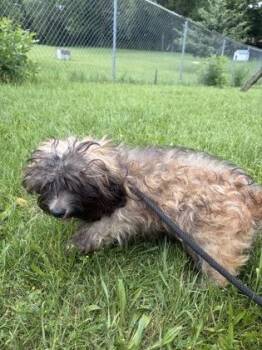 Scoobie -  Mixed Breed Dog for Adoption in Mishawaka, Indiana - Scoobie | PetCurious