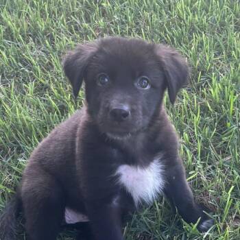 Mishka -  Labrador Retriever and Mixed Breed Dog for Adoption in Overland Park, Kansas - Mishka | PetCurious