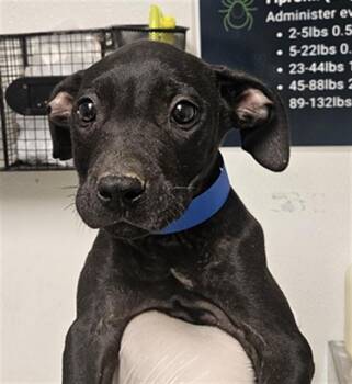 Eddie - URGENT -  Pit Bull Terrier Dog for Adoption in Thousand Oaks, California - Eddie - URGENT | PetCurious