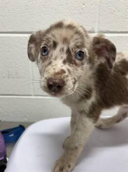 BUTTERSCOTCH -  Australian Shepherd Dog for Adoption - BUTTERSCOTCH | PetCurious