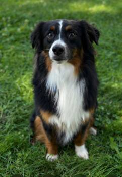 Merlin -  Australian Shepherd Dog for Adoption in Valparaiso, Indiana - Merlin | PetCurious