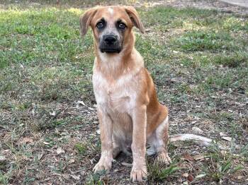 Nelson -  Mixed Breed Dog for Adoption in Brookshire, Texas - Nelson | PetCurious