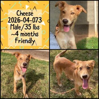 Labrador Retriever Dogs Available for Adoption in Winder, Georgia - 2026-04-073 *Cheese* | PetCurious