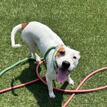 Luna -  Pit Bull Terrier Dog for Adoption in Newport, North Carolina - Luna | PetCurious