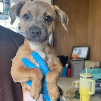 Mixed Breed Dogs Available for Adoption - Primmrose | PetCurious