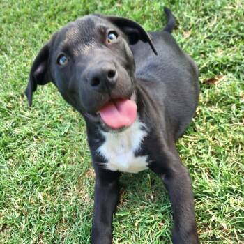Malt -  Australian Cattle Dog Blue Heeler and Labrador Retriever Dog for Adoption in Austin, Texas - Malt | PetCurious