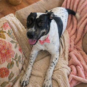 American Staffordshire Terrier Dogs Available for Adoption in Magnolia, Texas - Pinta | PetCurious