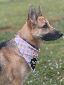German Shepherd Dog Dogs Available for Adoption in Lebanon, Tennessee - Heidi | PetCurious
