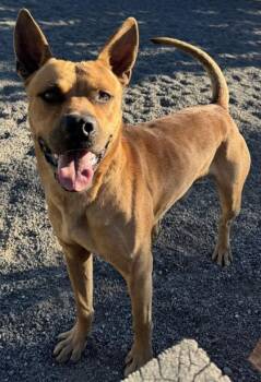 Ranger -  Akita Dog for Adoption in Redmond, Oregon - Ranger | PetCurious
