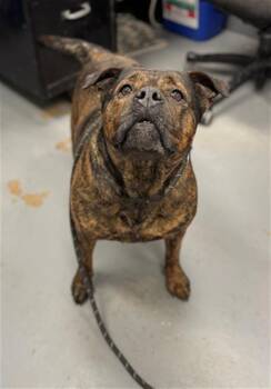 Pit Bull Terrier and Mixed Breed Dogs Available for Adoption - ROSIE | PetCurious