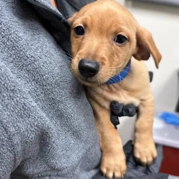 Miles -  Chihuahua and Dachshund Dog for Adoption in Lakeland, Florida - Miles | PetCurious