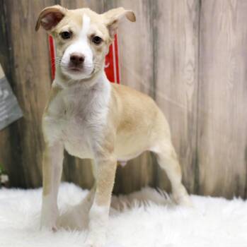 Odin -  Mixed Breed Dog for Adoption in Casa Grande, Arizona - Odin | PetCurious