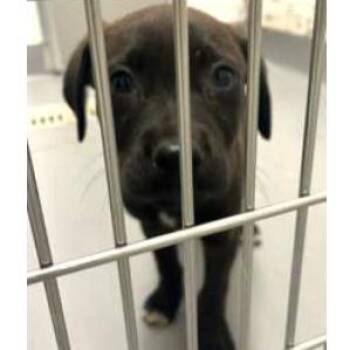 Georgie -  Mixed Breed Dog for Adoption in Wilmington, Delaware - Georgie | PetCurious