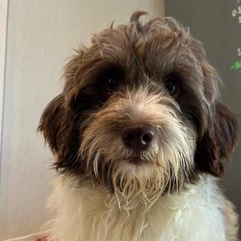 Poodle Dogs Available for Adoption - Chai 9310 | PetCurious