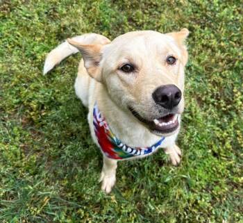Shepherd and Husky Dogs Available for Adoption in Little Rock, Arkansas - Coby Jack | PetCurious