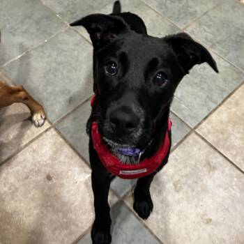 Plum -  Mixed Breed Dog for Adoption in Chattanooga, Tennessee - Plum | PetCurious