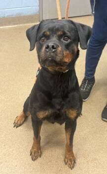 Rescue Mixed Breed Dogs for Adoption in Chamblee, Georgia - Sharon | PetCurious