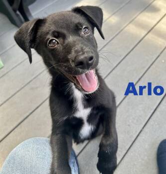 Arlo -  Border Collie and Hound Dog for Adoption in Spring City, Pennsylvania - Arlo | PetCurious