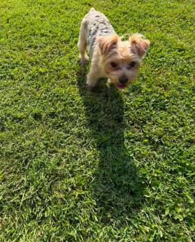 Coco Puff -  Yorkshire Terrier Dog for Adoption in Richmond, Kentucky - Coco Puff | PetCurious