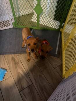 Valor -  Black Mouth Cur Dog for Adoption in St. Petersburg, Florida - Valor | PetCurious