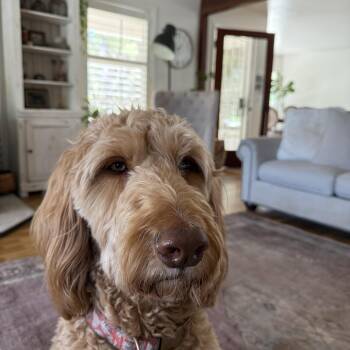 Stevie -  Goldendoodle Dog for Adoption in Sonora, California - Stevie | PetCurious