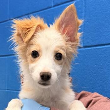 Chihuahua and Shetland Sheepdog Sheltie Dogs Available for Adoption in Golden, Colorado - Creature | PetCurious