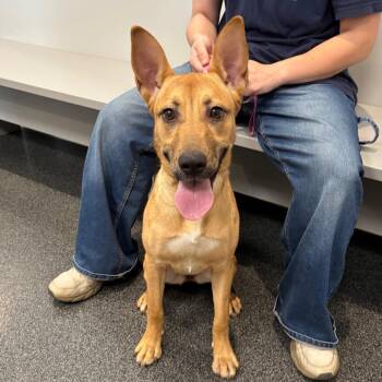 Kiona -  Mixed Breed Dog for Adoption in Allentown, Pennsylvania - Kiona | PetCurious