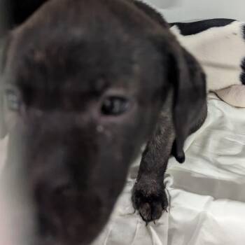 Baked Alaska -  Hound and Mixed Breed Dog for Adoption in Charlottesville, Virginia - Baked Alaska | PetCurious