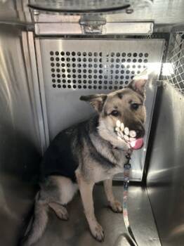 Rescue German Shepherd Dog and Mixed Breed Dogs for Adoption in Fort Worth, Texas - 59727738 | PetCurious