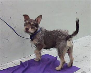 ROKI -  Cairn Terrier and Mixed Breed Dog for Adoption in Houston, Texas - ROKI | PetCurious