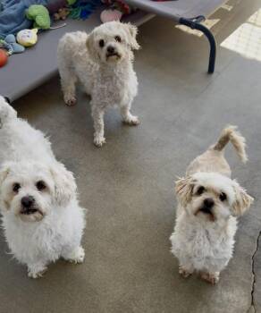 Rescue Miniature Poodle Dogs for Adoption in Littlerock, California - Sanderson Sisters | PetCurious