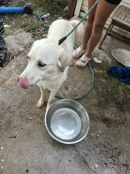 Rescue Husky Dogs for Adoption in San Antonio, Texas - DAISY | PetCurious