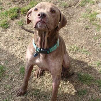 Lola Mae -  Mixed Breed Dog for Adoption in Gloucester, Virginia - Lola Mae | PetCurious