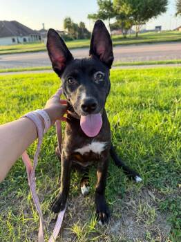 Maisie -  Pit Bull Terrier Dog for Adoption in Carmel Hamlet, New York - Maisie | PetCurious