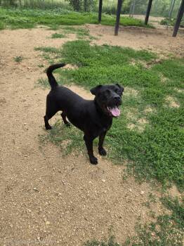 Wriggle -  Black Labrador Retriever Dog for Adoption in Maquoketa, Iowa - Wriggle | PetCurious